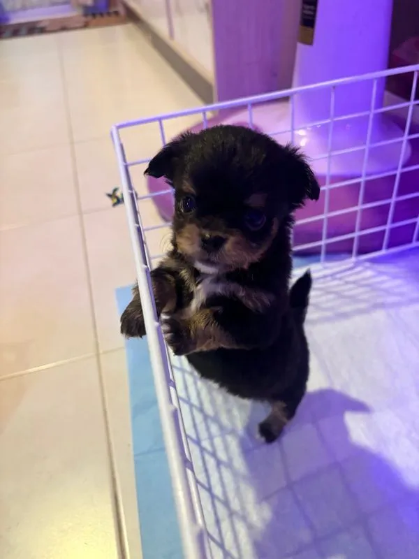 ลูกชิวาว่า