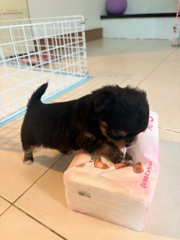 ลูกชิวาว่า
