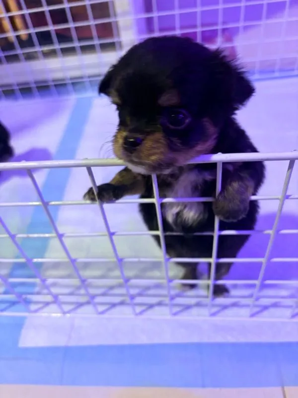 ลูกชิวาว่า
