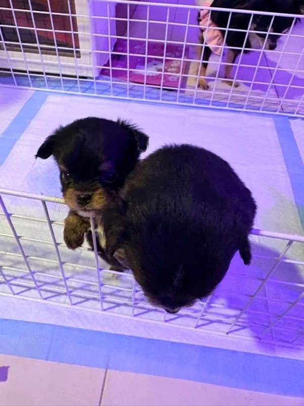 ลูกชิวาว่า