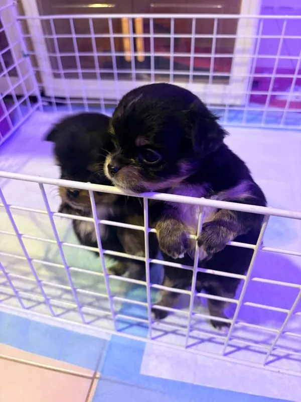 ลูกชิวาว่า
