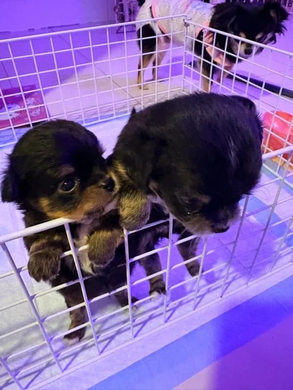 ลูกชิวาว่า