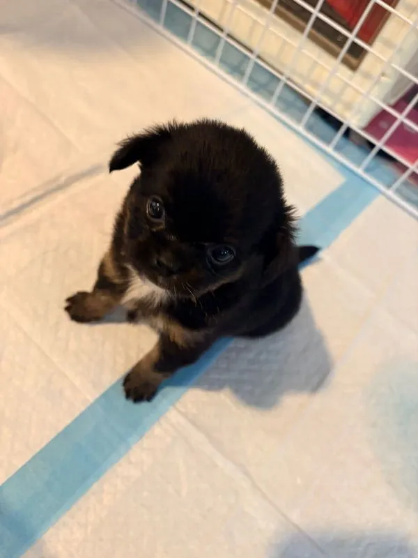 ลูกชิวาว่า