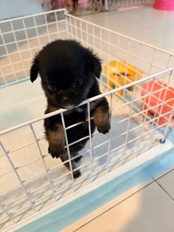 ลูกชิวาว่า