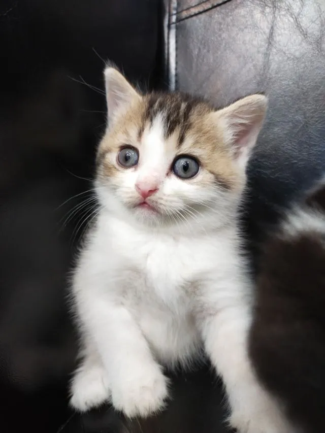 แมว scottish fold