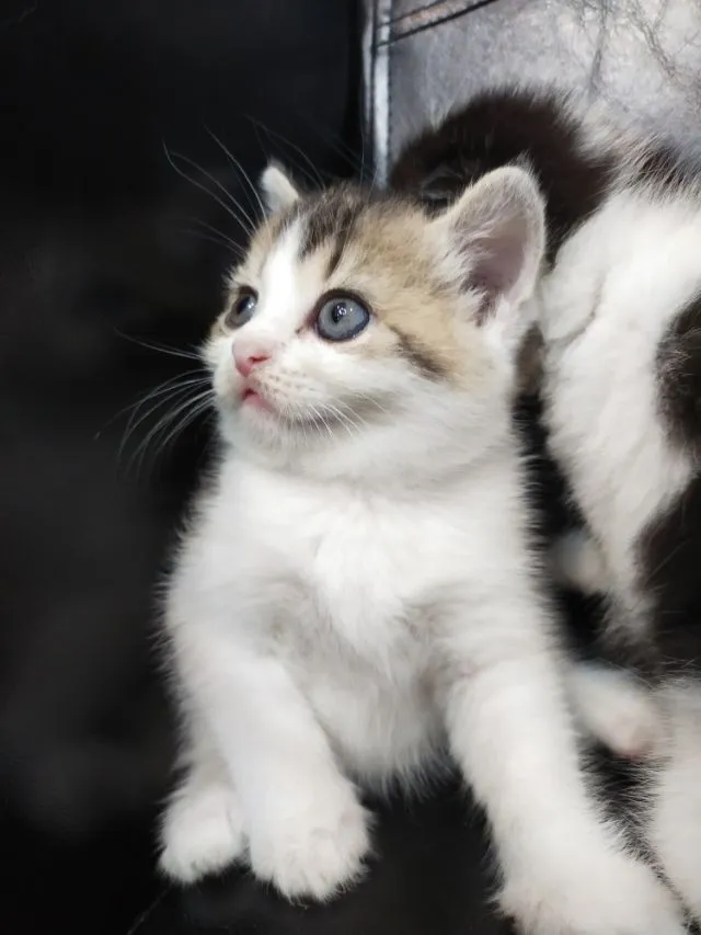 แมว scottish fold