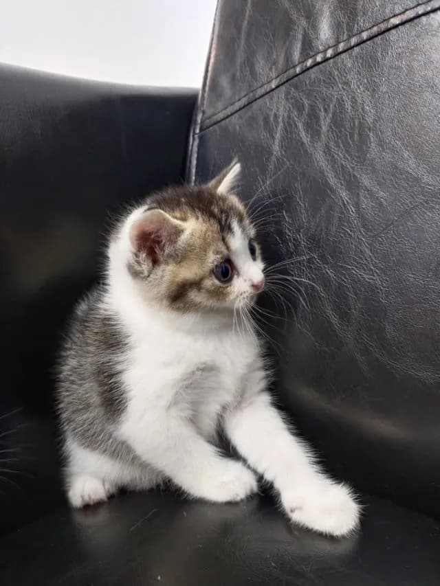 แมว scottish fold