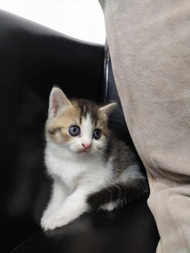 แมว scottish fold