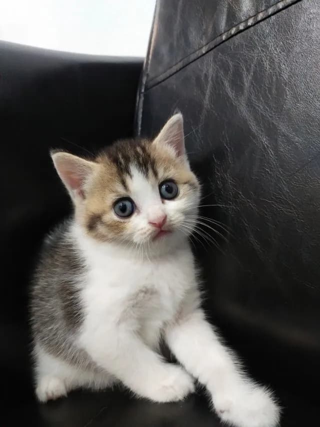 แมว scottish fold