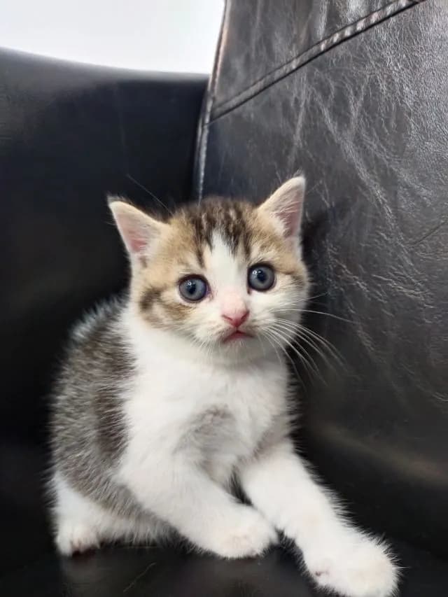 แมว scottish fold