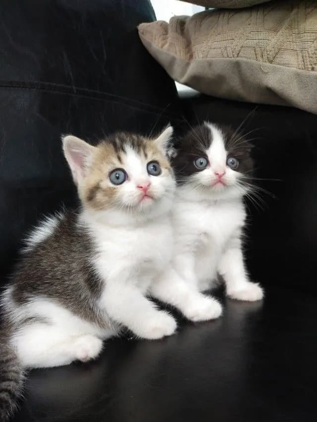 แมว scottish fold