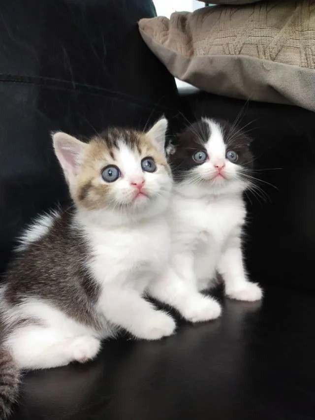 แมว scottish fold