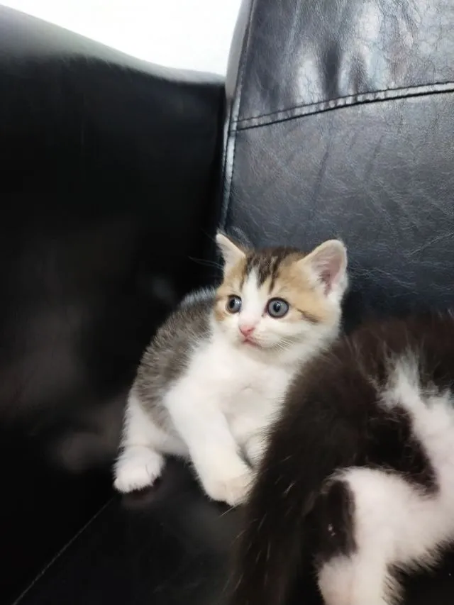 แมว scottish fold