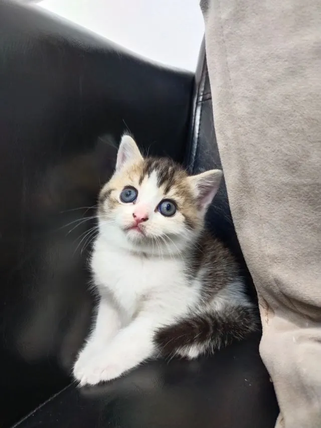 แมว scottish fold