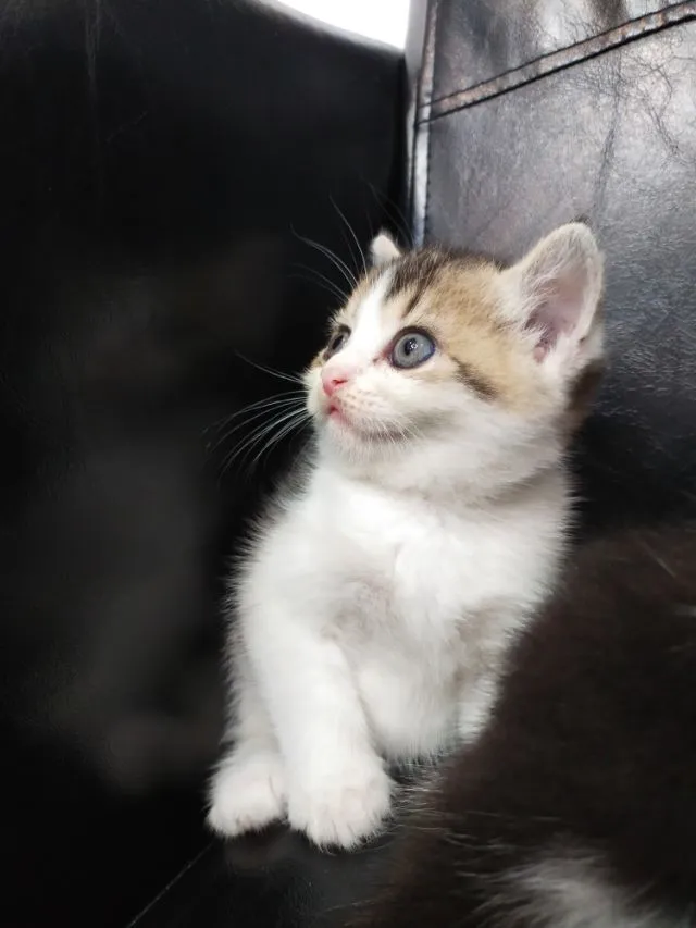 แมว scottish fold