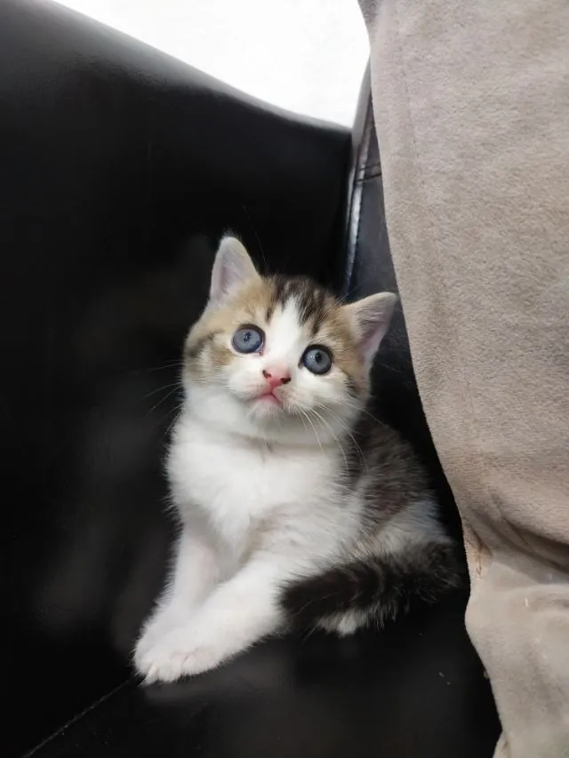 แมว scottish fold