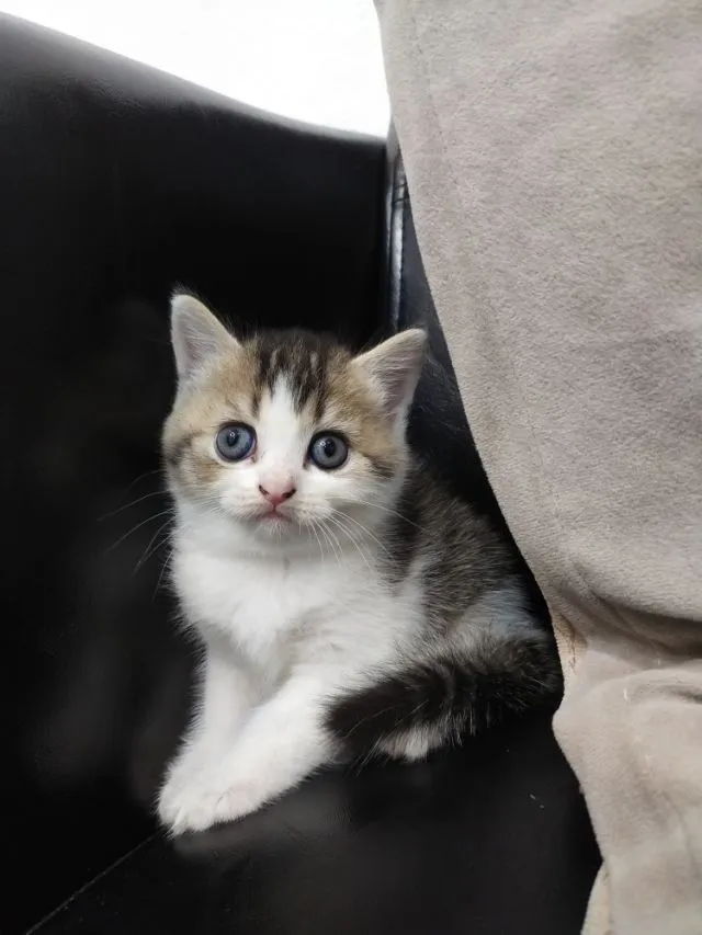 แมว scottish fold