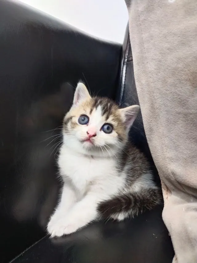 แมว scottish fold