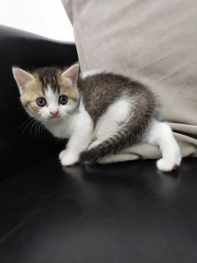 แมว scottish fold