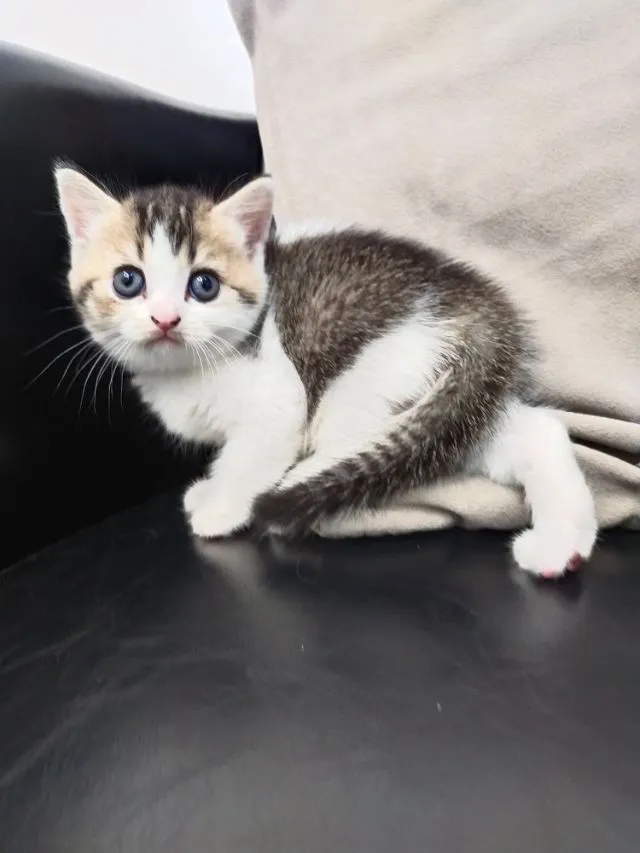 แมว scottish fold