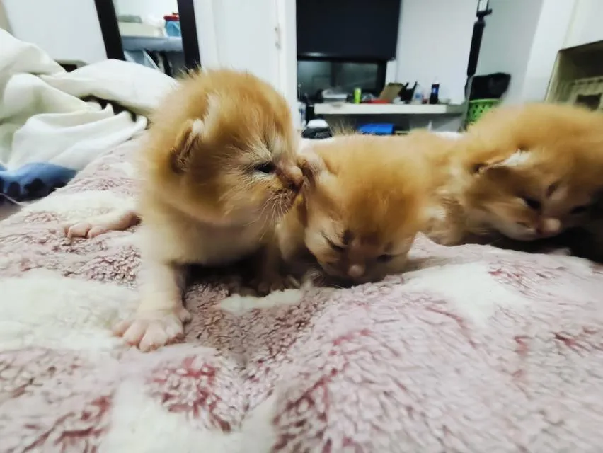 ลูกแมว มันช์กิ้น ขาสั้น หลายตัวหลายสี