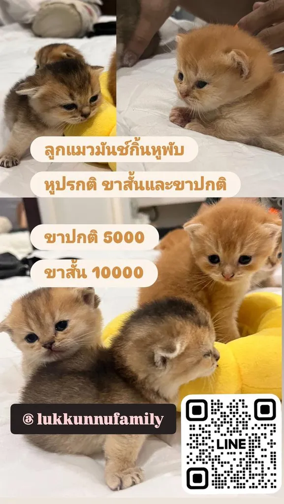 ลูกแมว มันช์กิ้น ขาสั้น หลายตัวหลายสี