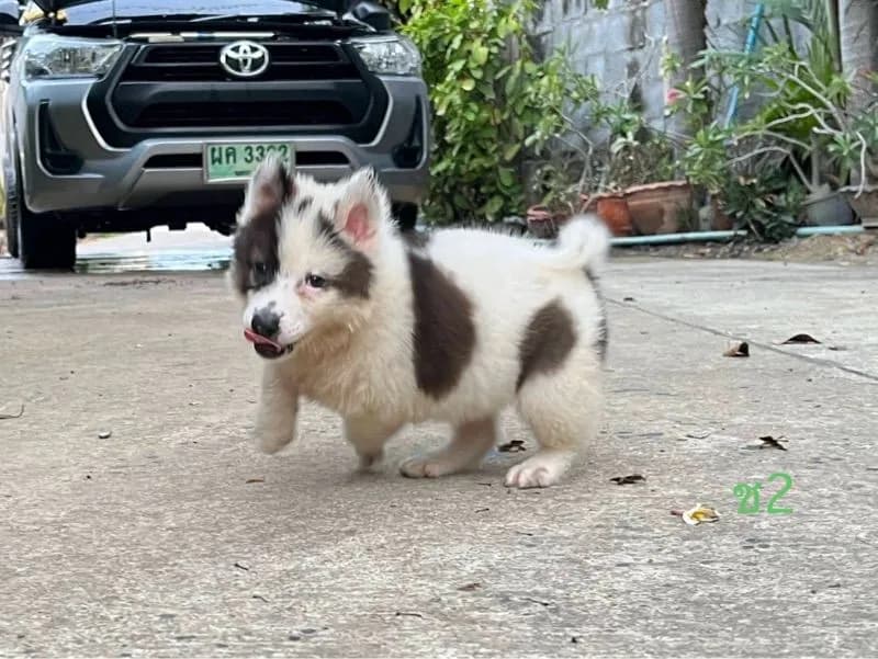 ลูกสุนัข พันธุ์บางแก้ว