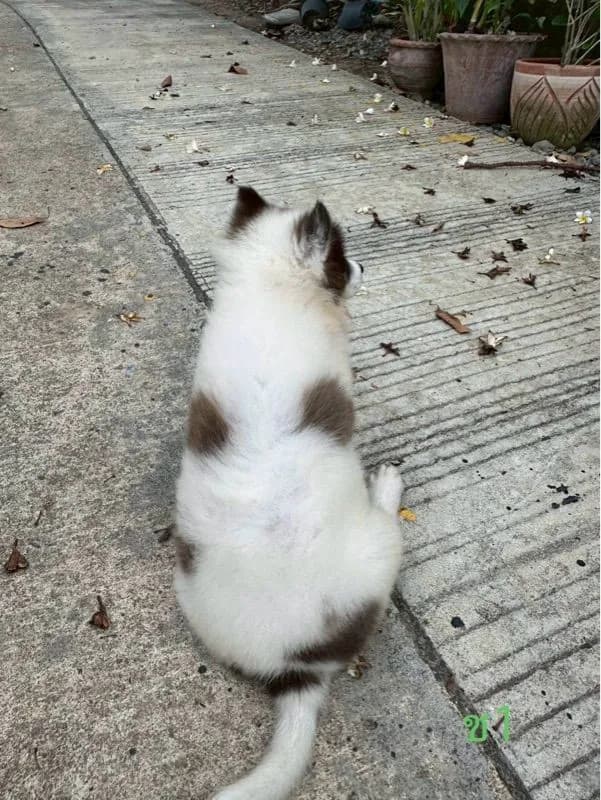 ลูกสุนัข พันธุ์บางแก้ว