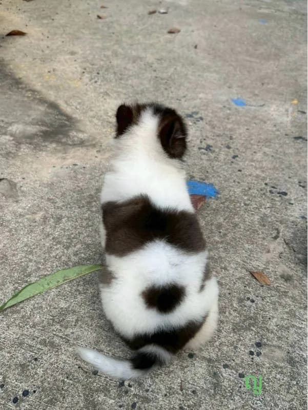 ลูกสุนัข พันธุ์บางแก้ว