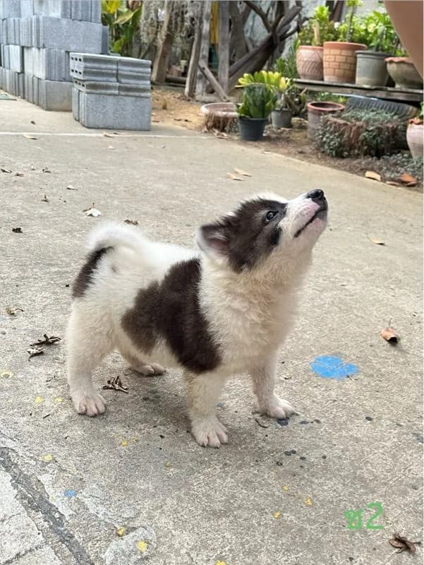 ลูกสุนัข พันธุ์บางแก้ว