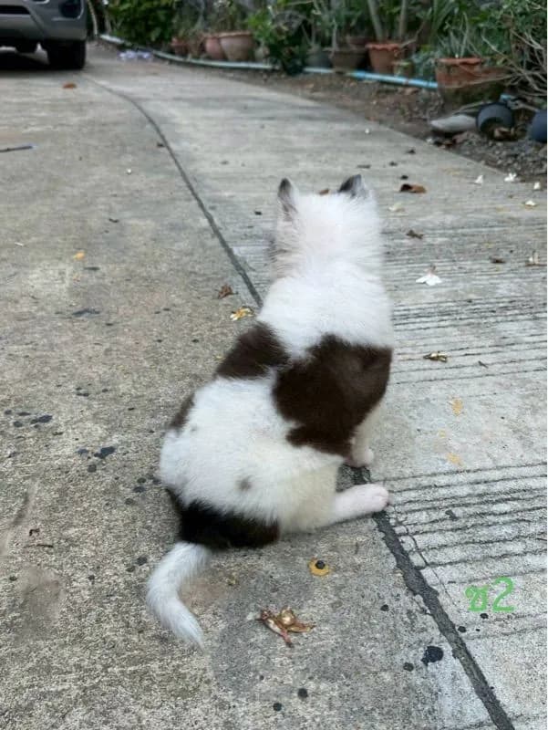 ลูกสุนัข พันธุ์บางแก้ว