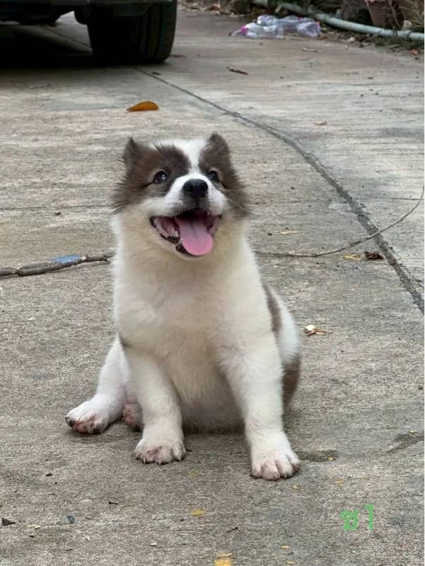 ลูกสุนัข พันธุ์บางแก้ว