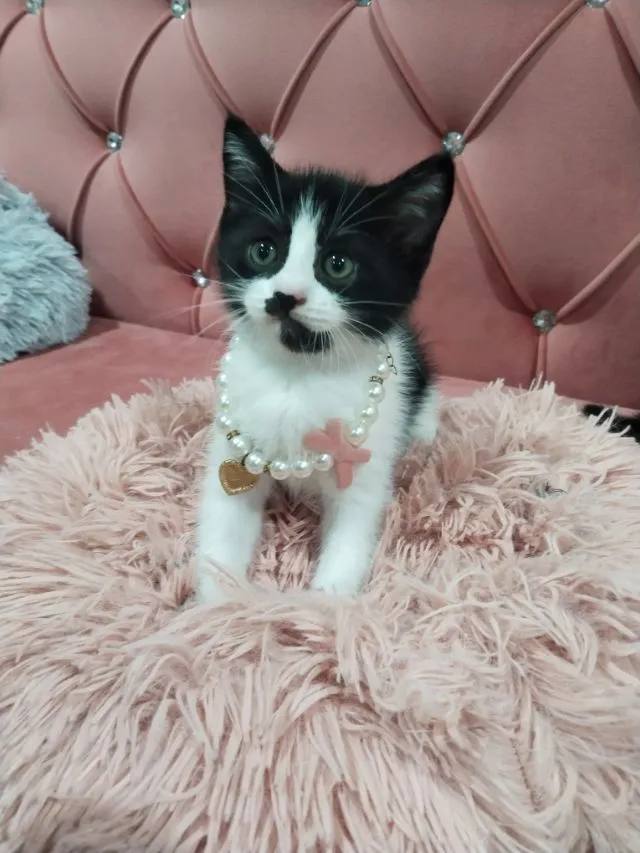 เด็กชาย ลายวัว หา🏠ครับ🤩🤩🤩สอบถามได้