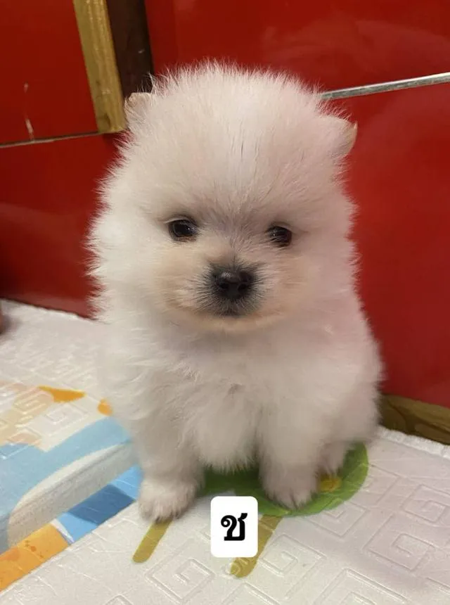 ขายน้องหมีสีครีม เพศ ช.