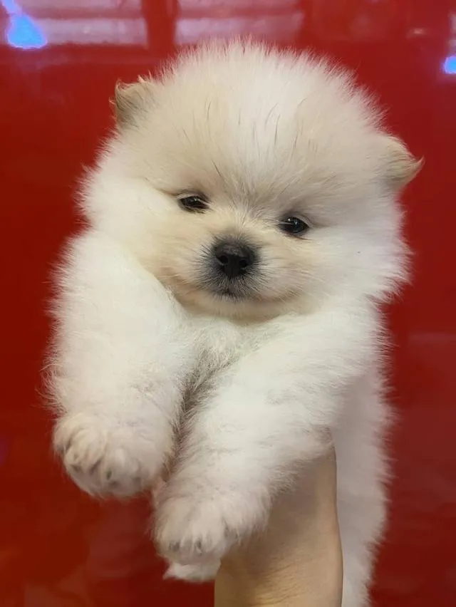 ขายน้องหมีสีครีม เพศ ช.