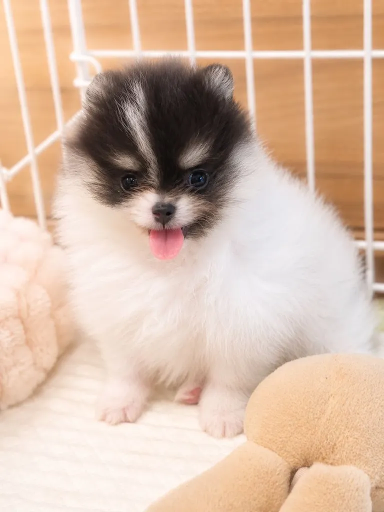 ปอมเมอเรเนียน (Pomeranian) สีปาร์ตี้ไตรคัลเลอร์ คิ้วขาว