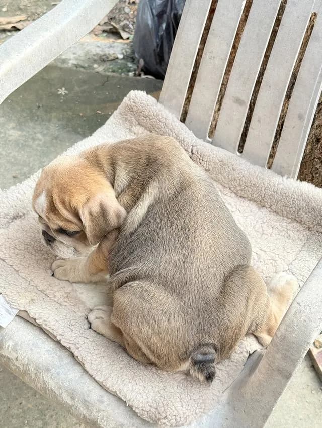 สุนัขอิงลิชบลูด็อก เพศผู้