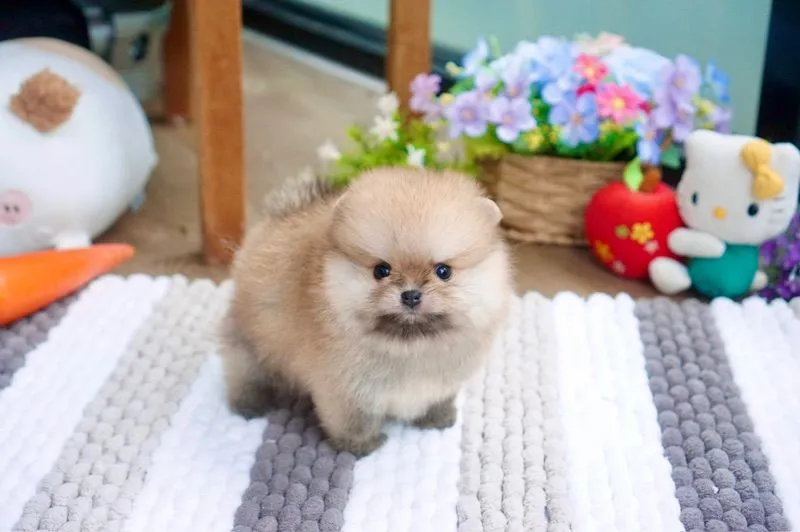ปอมจิ๋ว ทีคัพ เพศผู้