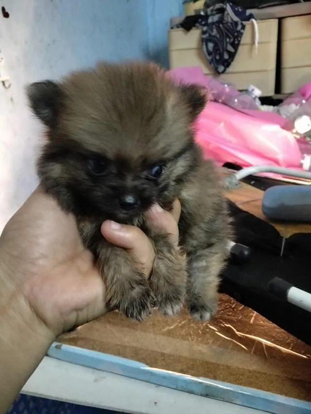 ขายลูกสุนัขมี4ตัวน้องอายุเกือบเดือนสนใจแอดไลน์เดี๋ยวลงQRไว้นะคับนัดรับได้เลยไม่มีค่ามัดจำใดๆทั้งสิ้นลน์