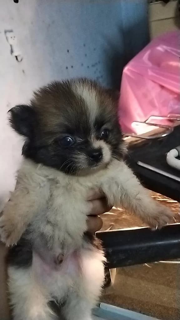 ขายลูกสุนัขมี4ตัวน้องอายุเกือบเดือนสนใจแอดไลน์เดี๋ยวลงQRไว้นะคับนัดรับได้เลยไม่มีค่ามัดจำใดๆทั้งสิ้นลน์