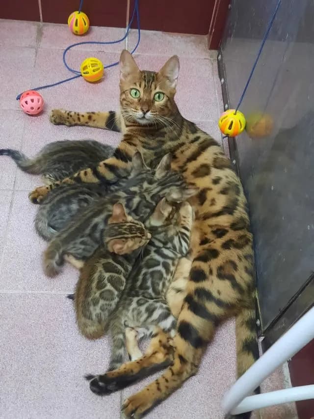 ขายแมวเบงกอลแท้