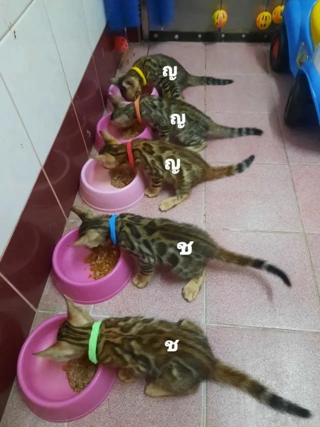 ขายแมวเบงกอลแท้
