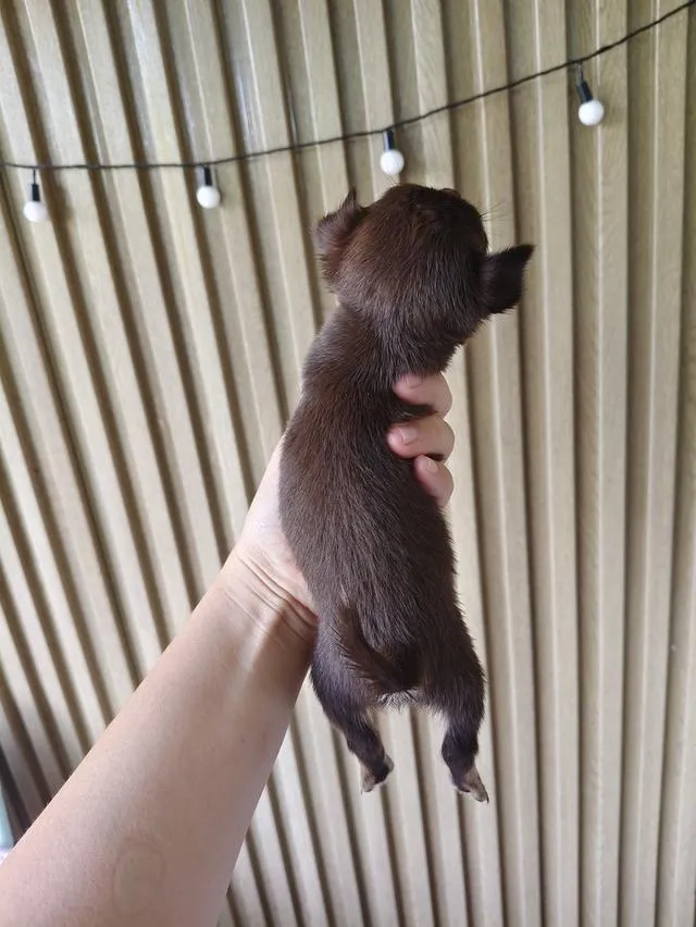 chihuahua chiwawa thailand