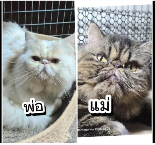 Exotic ผู้หญิง 40 วัน ขนยาว