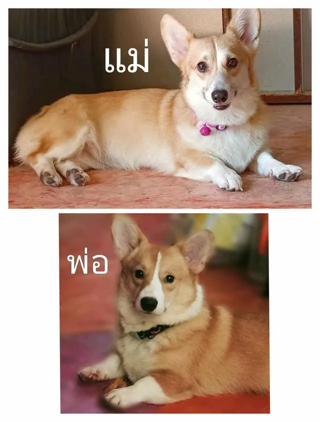 สุนัขคอร์กี้ หาบ้าน หาบ้าน มีใบเพ็ด
