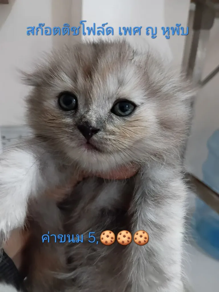 สก๊อตติชโฟล์ด