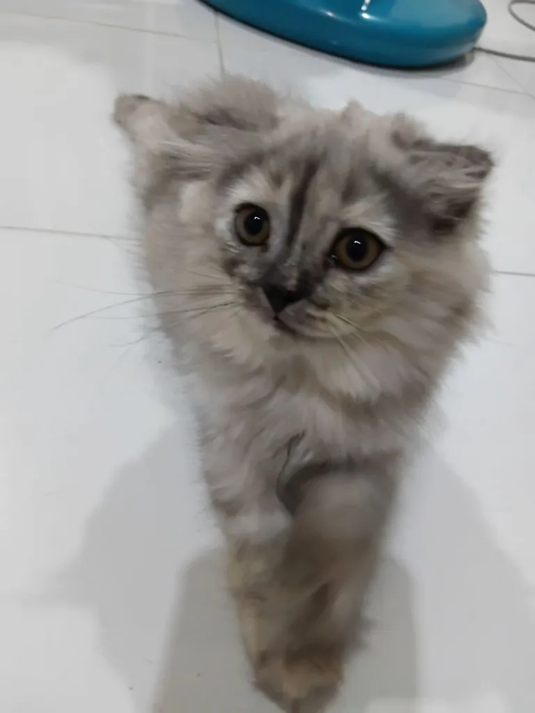 สก๊อตติชโฟล์ด