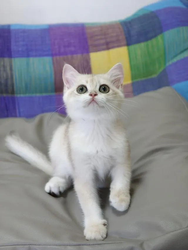 British Shorthair พ่อนำเข้าจากรัสเซีย