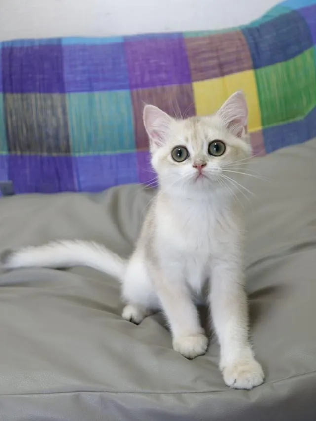 British Shorthair พ่อนำเข้าจากรัสเซีย