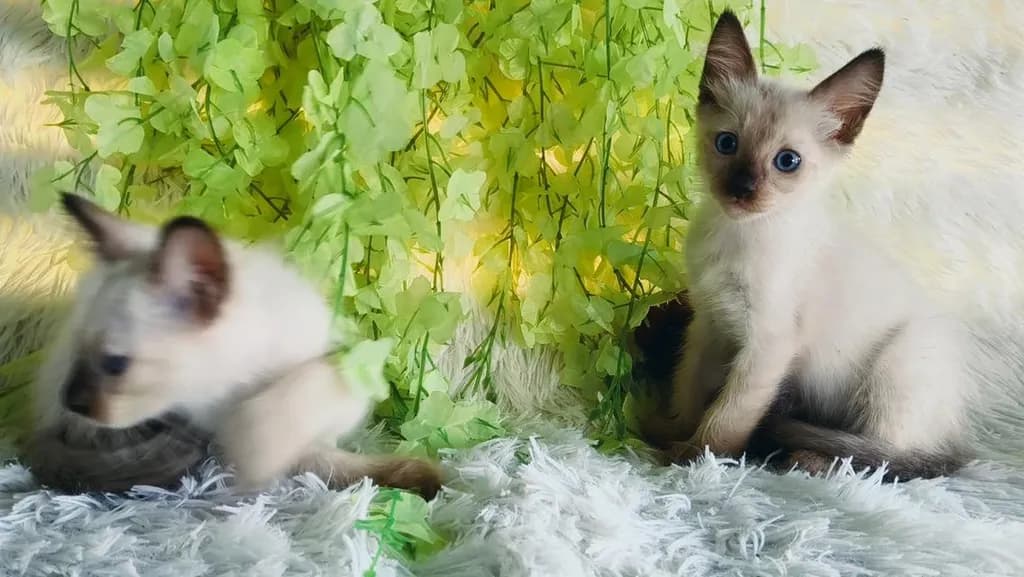 ขายลูกแมววิเชียรมาศชาย